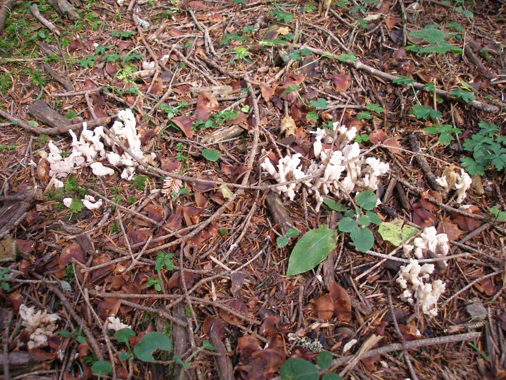 Funghi da determinare - 2